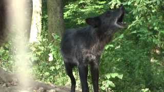 Wolf Howling Is Mediated by Relationship Quality Rather Than Emotional Stress [upl. by Cori]