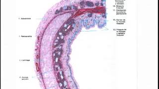 Histologia Aparato Respiratorio [upl. by Athiste]