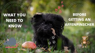 Getting To Know Your Dogs Breed Affenpinscher Edition [upl. by Adneram]