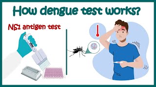 Dengue test  NS1 antigen test for Dengue  Dengue IgM amp IgG antibody test  How Dengue test works [upl. by Adnilam]