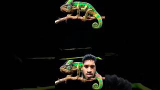 animals chameleon art [upl. by Atinomar]