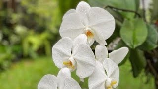 JUAL PHALAENOPSIS AMABILIS  0895 2379 3309  TULUNGAGUNG [upl. by Star]