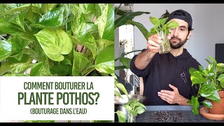 Comment bouturer la plante Pothos Conseils pour un bouturage TRÈS FACILE dans leau [upl. by Tresa]