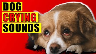 Dog Crying Sounds 15 Dog Breeds Crying Sound Effect Loud Whining Puppy Cry Sounds [upl. by Pardew130]