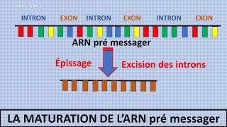 La transcription de lADN en ARN messager [upl. by Collum910]