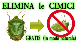 STOP CIMICI a costo zero in modo naturale CIMICE BEDBUGS PUNAISES CHINCHERS [upl. by Shellie]