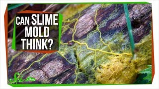 Slime Mold A Brainless Blob that Seems Smart [upl. by Madalena688]