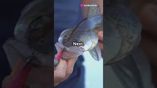 Top 5 Lures for Catching Giant Bass bassfishing angler fishing entertainment facts anglerfish [upl. by Iror]