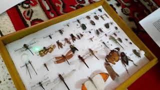 Entomology Insect Box [upl. by Loredo]