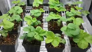 Growing Strawberries Indoors [upl. by Tiffani]