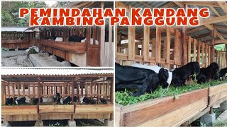 keunggulan kandang kambing panggung [upl. by Glen672]