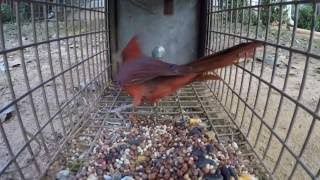 Gardening Tips amp Flowers  How to Grow Cardinal Flower Lobelia Cardinalis [upl. by Naloc227]