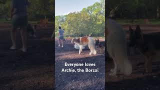 Archie The Borzoi Russian Wolfhound At The Dog Park borzoi dogpark dogs dogshorts [upl. by Aniuqal]