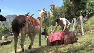 LA FERME DES LAMAS  Qualité Outdoor Ariège Pyrénées [upl. by Lymn]