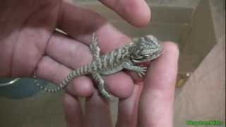 How to help lizards that refuse to eat or have low energy recover HD 1080p [upl. by Naicul]