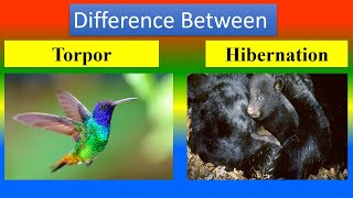 Difference Between Torpor and Hibernation [upl. by Fahy737]