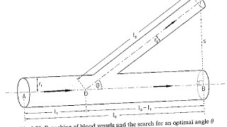 Vascular Branching Angle An Application of Calculus I to Biology [upl. by Adiuqram]