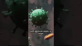 Kargalar hakkında ilginç bir bilgi keşfet doğa karga karınca formikasit crow ants [upl. by Adabelle]