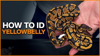 How to Identify Yellowbelly in Ball Pythons [upl. by Leelah]