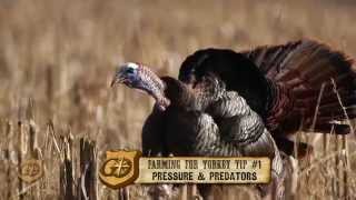 Consider Predators When Planting Chufa for Wild Turkey [upl. by Dorry]