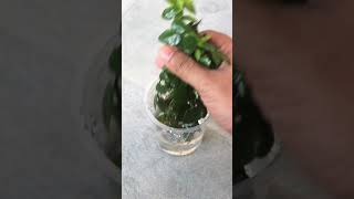 PROPAGATE Creeping Fig Ficus Pumila EASILY [upl. by Caroline]