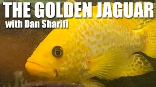 The Gold Jaguar a species profile on Parachromis managuensis with Cichlids of the Americas [upl. by Kcired]