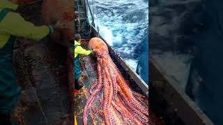 Giant Sea Monsters Caught by Fishermen 🐙🎣GiantSeaCreatures FishingDiscoveries OceanMysteries [upl. by Mik]