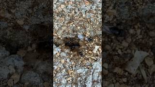 Prevuelos de Pheidole ants hormigas shortvideos viral [upl. by Emily743]