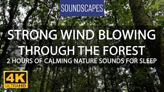 Trees blowing in the wind 2 hours of relaxing wind sounds [upl. by Calvinna480]