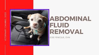 Removing Abdominal Fluids From My Dog Abdominocentesis Due To Pulmonary Hypertension [upl. by Aihsal]