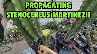 Propagating Stenocereus martinezii [upl. by Light168]