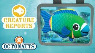 Octonauts  Creature Report  Sea Creatures Beginning with the Letter P [upl. by Bowrah]