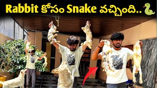 పిల్లలు పుట్టాయి😱 Rabbit కోసం Snake వచ్చింది🐍  Sandy Rabbit ని ఏం చేసిందో తెలుసా😭 [upl. by Barbi41]