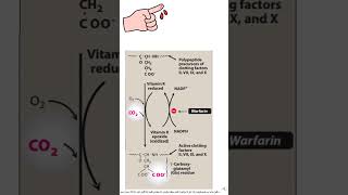 وظائف فيتامين ك  Vitamin K functions [upl. by Vilhelmina]