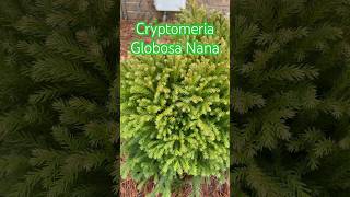 Cryptomeria Globosa Nana [upl. by Adiazteb]