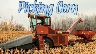 Corn Picking with Uni System 2024Part 3 [upl. by Coughlin387]