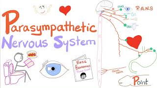 Parasympathetic Autonomic Nervous System PANS 🧠  Origin Relay and Response  ANS  Physiology [upl. by Adest]