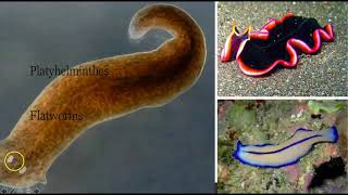 Flatworms Roundworms and Arthropods [upl. by Martyn]