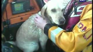 Happisburgh lifeboats rescue dog off Sea Palling Reefs [upl. by Mont8]