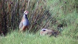 Perdrix rouge Alectoris rufa Redlegged Partridge [upl. by Anaujat]