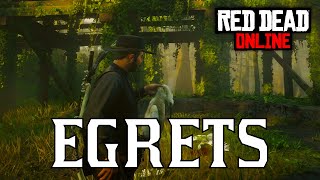 RDR2 Online  All Egret Locations  Little Egret Snowy Egret Reddish Egret [upl. by Aronal]