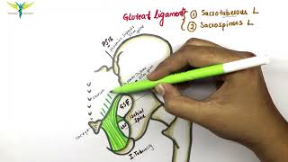 Technique of SI joints amp MFV Ep39 Modified ferguson view  Sacroiliac Joint Oblique view [upl. by Notgnimer]