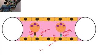 3 Leukocyte Adhesion Deficiency LAD [upl. by Norak]