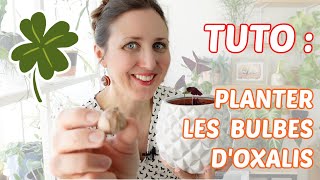 🍀 TUTO  COMMENT PLANTER DES BULBES DOXALIS 🪴 [upl. by Dlanod]