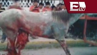 Malestar en Yucatán contra los Torneos de Lazo donde destripan caballos Titulares [upl. by Airol521]