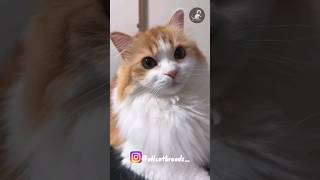 Ragamuffin cat catlovers catbreeds breeds shorts shortsfeed ragamuffin cute pets [upl. by Durante232]