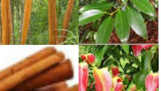 How to grow Cinnamon plant at home  Cinnamomum verum Zeylanicum [upl. by Allegra]