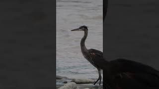 Majestic Great Blue Heron Wildlife BirdsOfInstagram NatureLovers BirdWatching GreatBlueHeron [upl. by Berg]