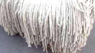 Komondor  Ungarischer Hirtenhund [upl. by Emerson]