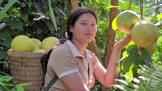 65 days of fruit harvesting  good news comes to me Trieu Thu  Single mom [upl. by Eart]